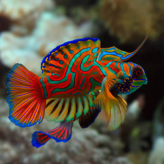 Mandarinfish (Synchiropus splendidus) adalah ikan kecil yang terkenal karena warna tubuhnya yang mencolok dengan pola biru, oranye, dan hijau yang indah. Hidup di perairan tropis di sekitar terumbu karang, ikan ini aktif saat senja dan memiliki perilaku kawin yang unik. Mandarinfish juga mengeluarkan lendir beracun dengan bau menyengat sebagai pertahanan dari predator. Keindahannya membuatnya populer di kalangan penyelam dan penggemar akuarium laut.